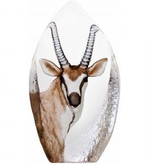 Antelope